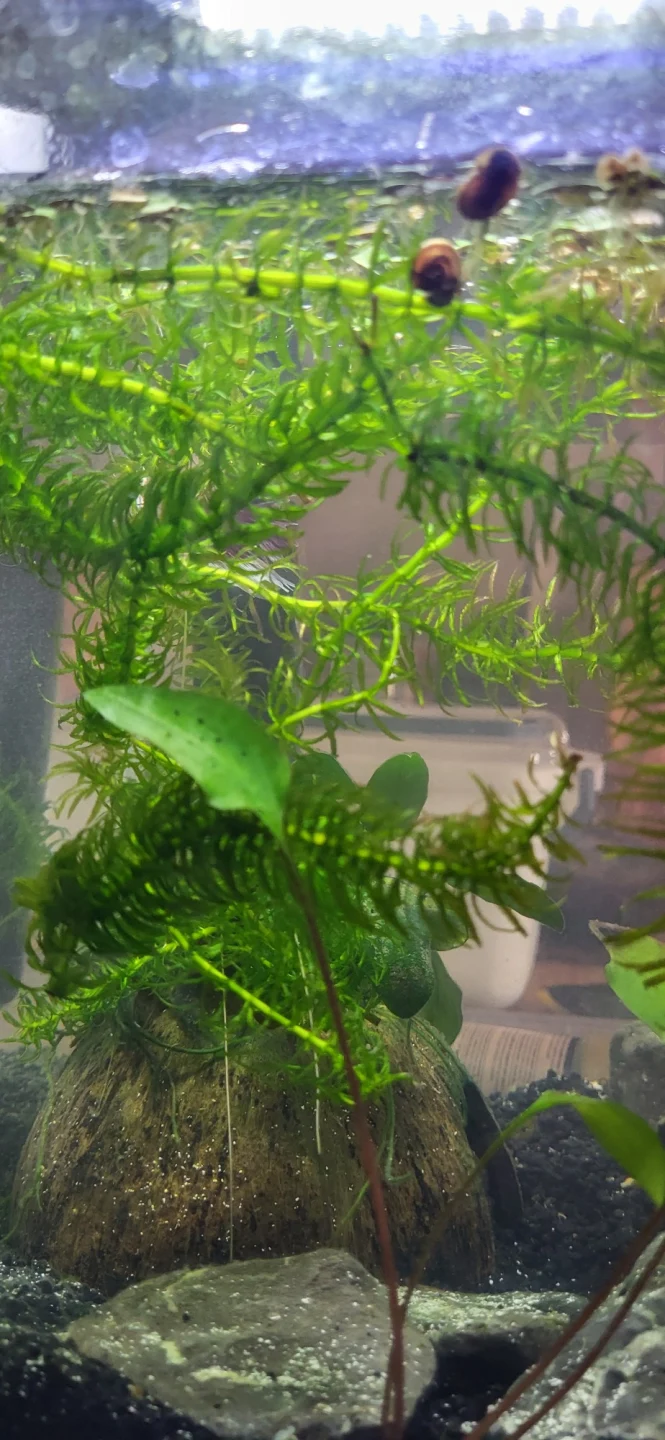 elodea fish tank net Buy Supreme Aquarium Bunch Plant The Best Aquarium Fish Net For Your Needs Whether its betta 10-Pack Live Elodea Densa Oxygenating