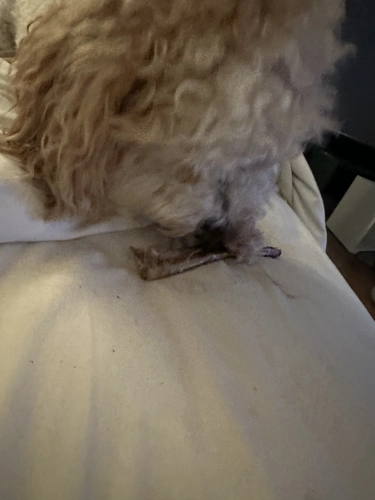 Kangaroo Dental Bone (Small)