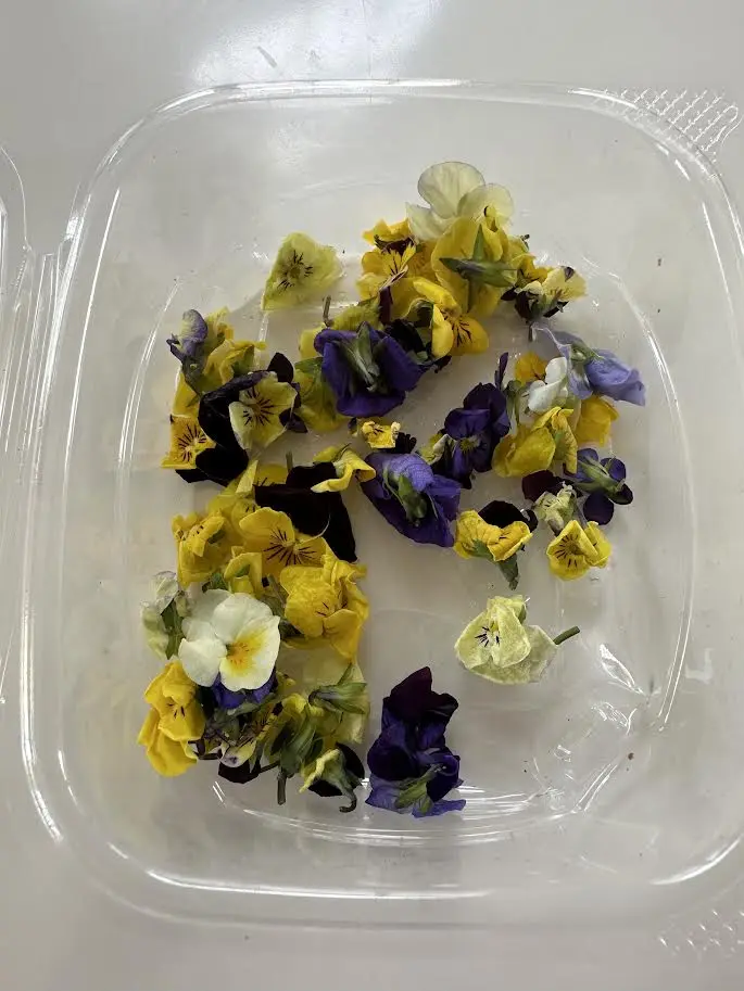 Fresh Edible Flowers - Violas, Mixed
