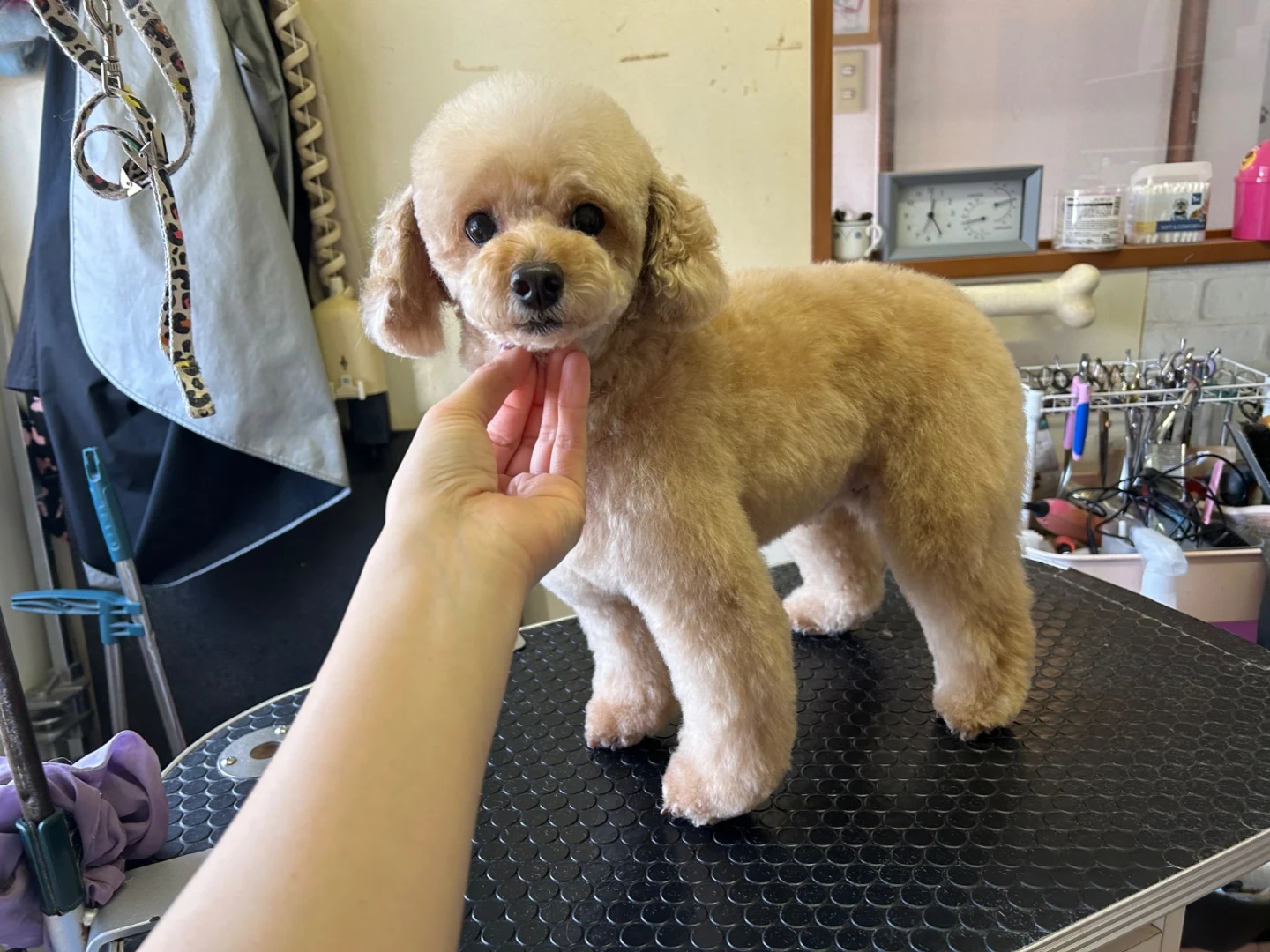 FOAMYシルキートリートメント