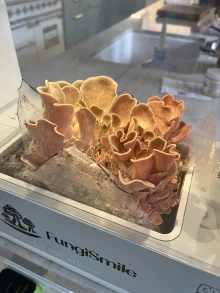 Customer photo