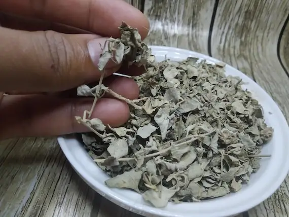 Atriplex Halimus 50g 100g 200g