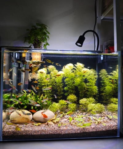 Customer aquarium review photo