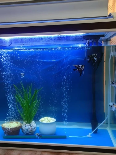 Customer aquarium review photo