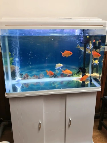 Customer aquarium review photo
