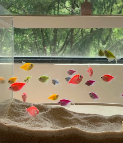 Customer aquarium review photo