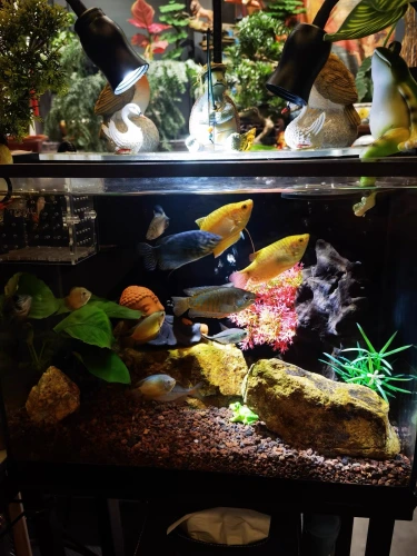 Customer aquarium review photo