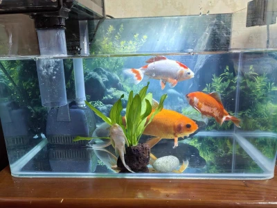 Customer aquarium review photo