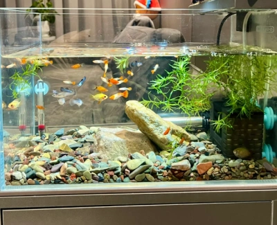 Customer aquarium review photo