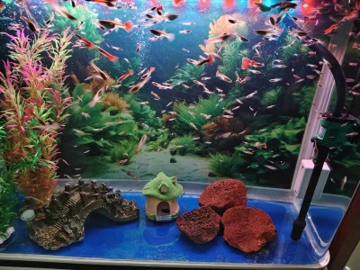 Customer aquarium review photo