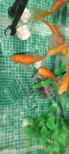 Customer aquarium review photo