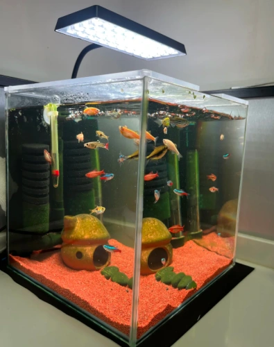 Customer aquarium review photo