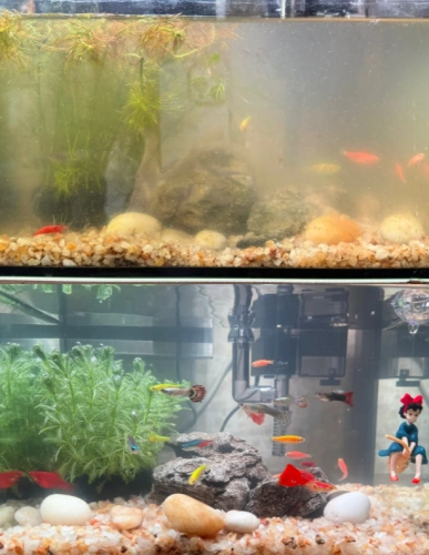 Customer aquarium review photo
