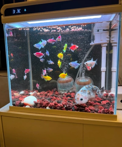 Customer aquarium review photo