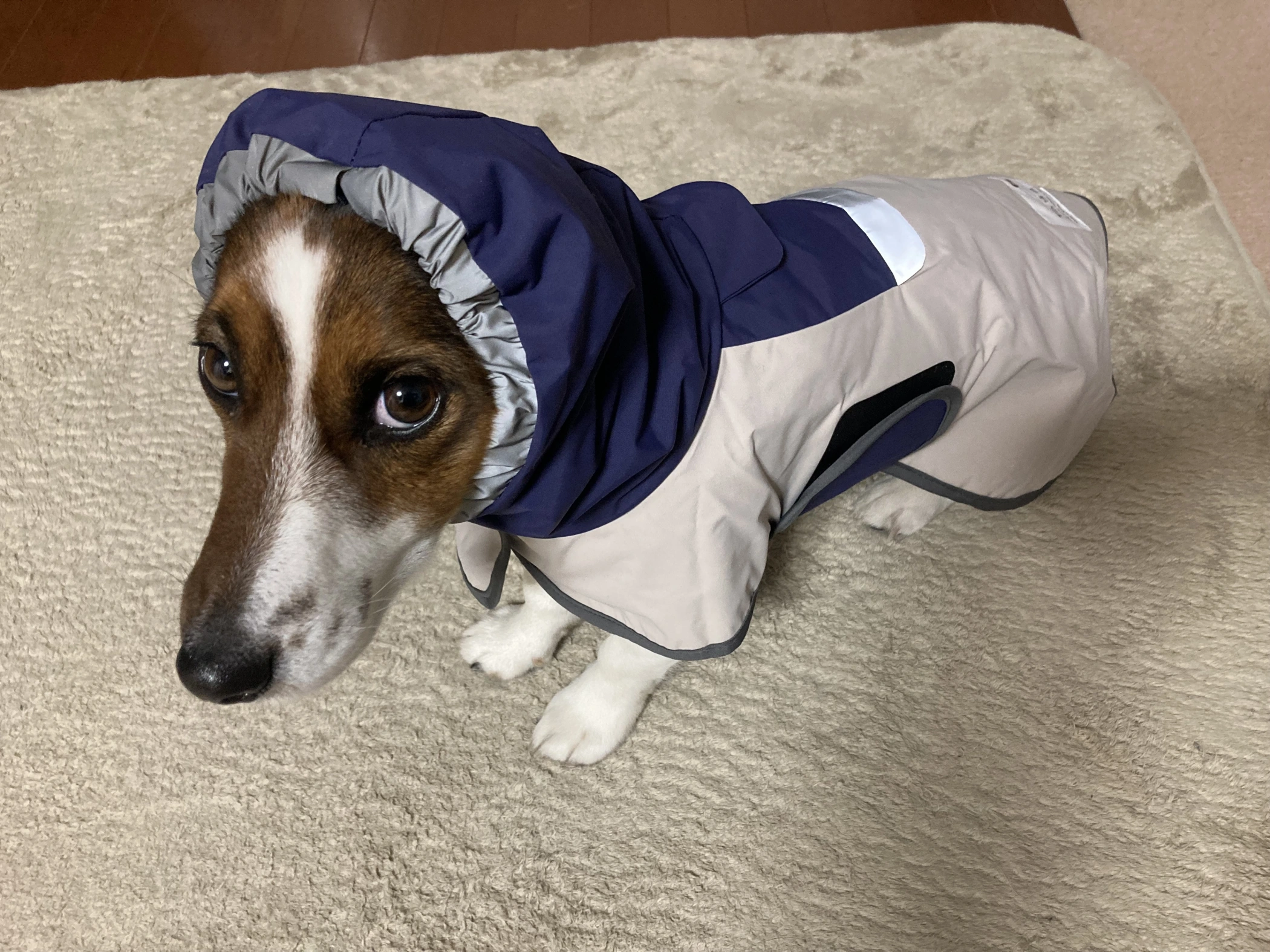 レインコート Go2 Raincoat – TAILHIGH