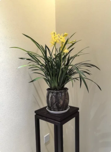 Customer review photo from Norbert L.