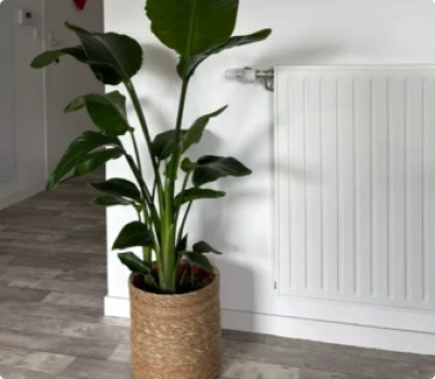 Customer review photo from Imre H.