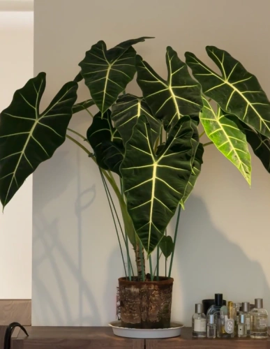 Customer review photo from Enikő A.