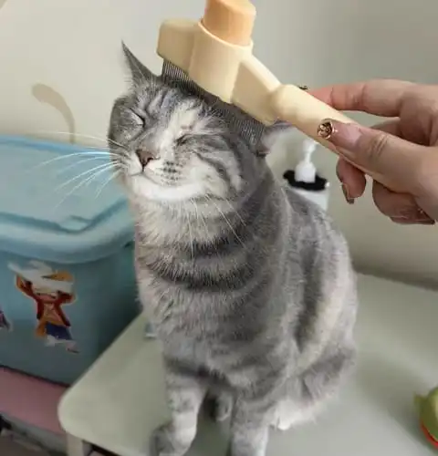Calico cat with brush