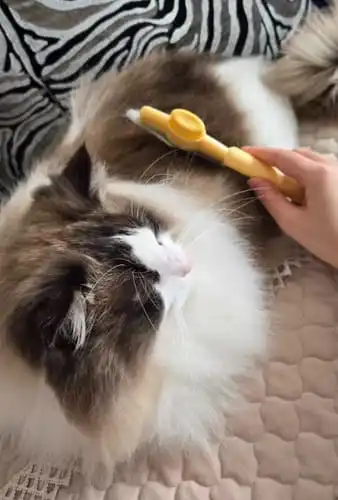 Long-haired cat being brushed