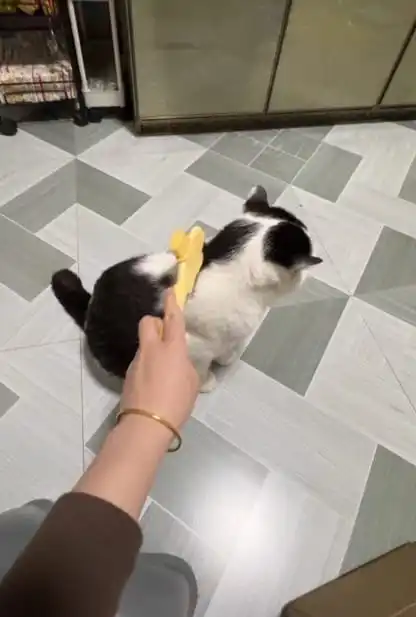 Calico cat with brush