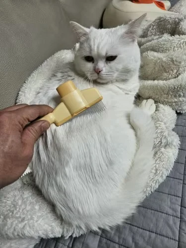 Hand holding brush with fur