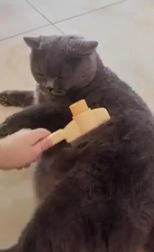 Hand holding brush with fur