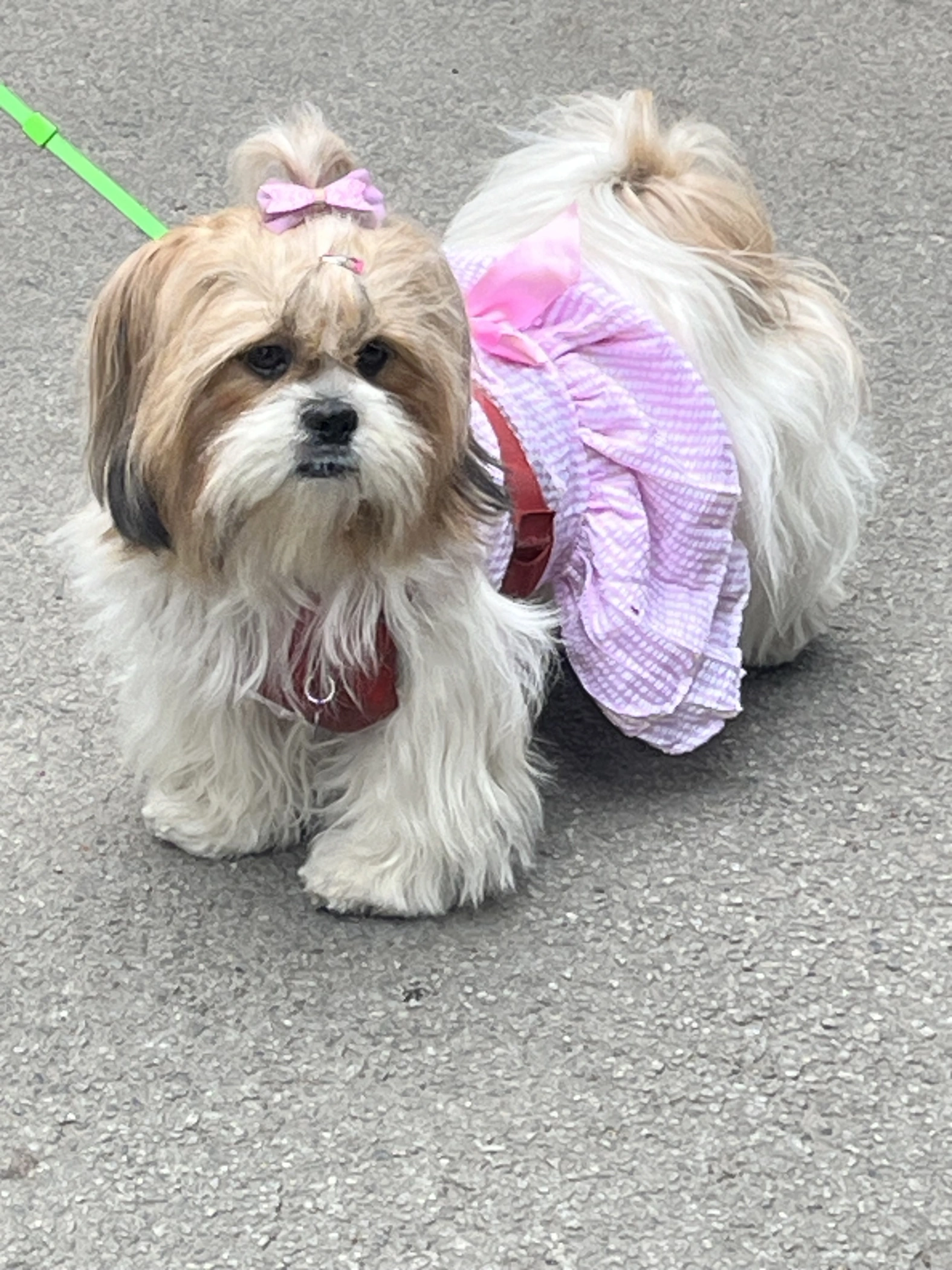 Small girl doggie style Small Pet Girl Dog Clothes Apparel Summer Princess