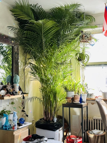 PlantRevive™ folosit pentru îngrijirea plantelor