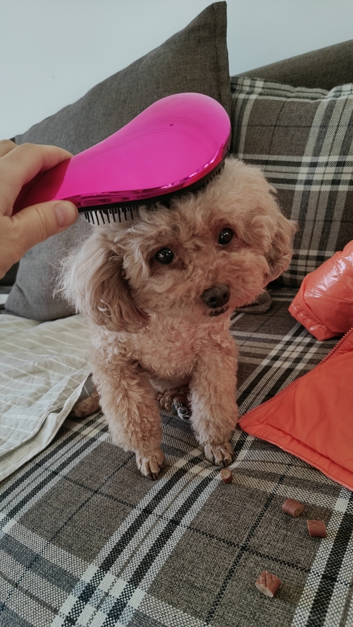 PamperPaws Comb