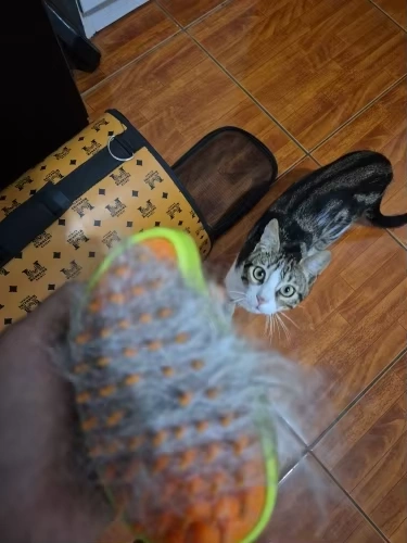 Foto de reseña de Disneris P. C.