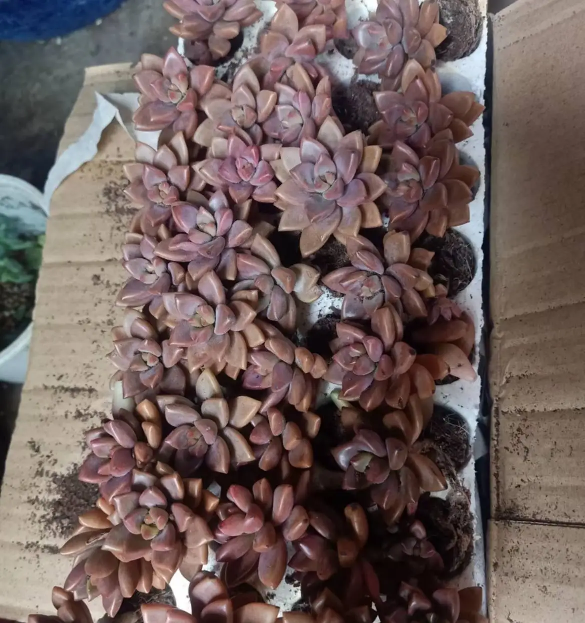 Sedum Adolphi ‘Shooting Star’ – In Succulent Love - Foto 2