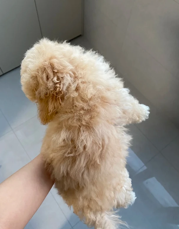 Pet coat care photo shared by Andrew N.