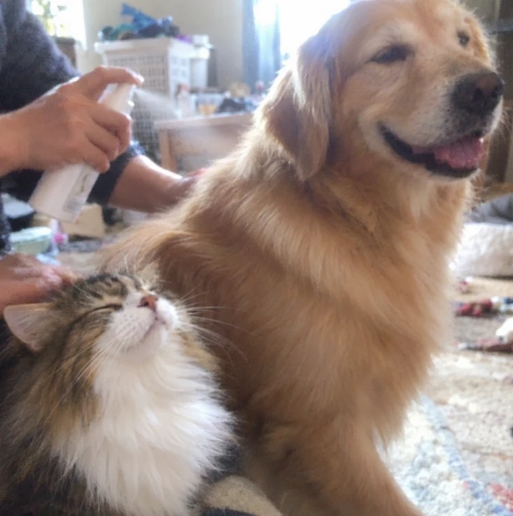 Pet coat care photo shared by Emily J.