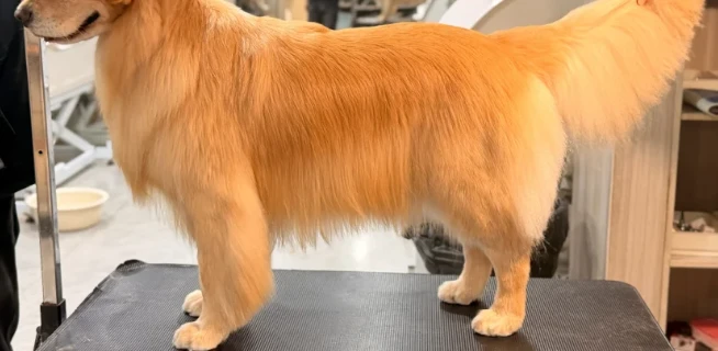 Pet coat care photo shared by Melissa T.