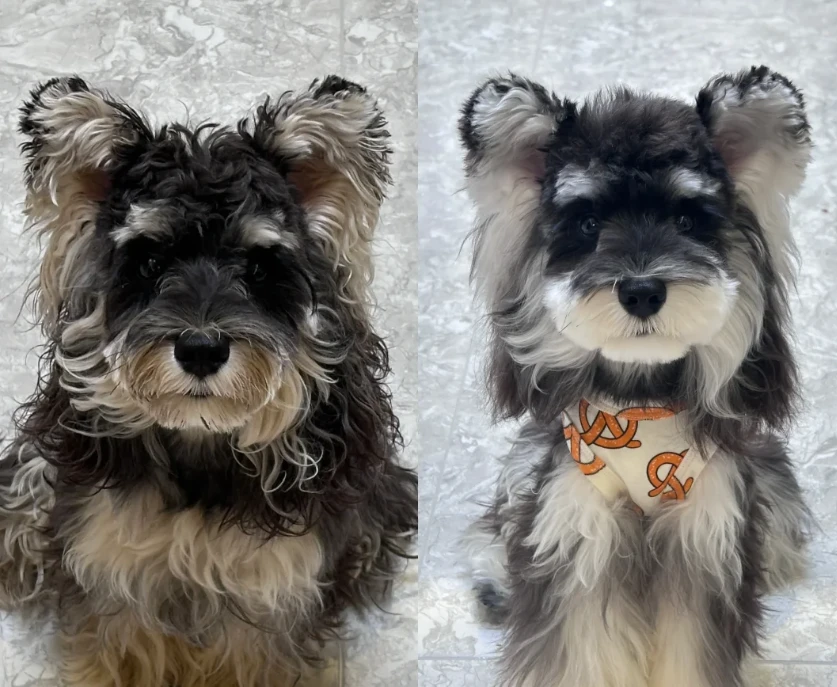 Pet coat care photo shared by Lauren Y.