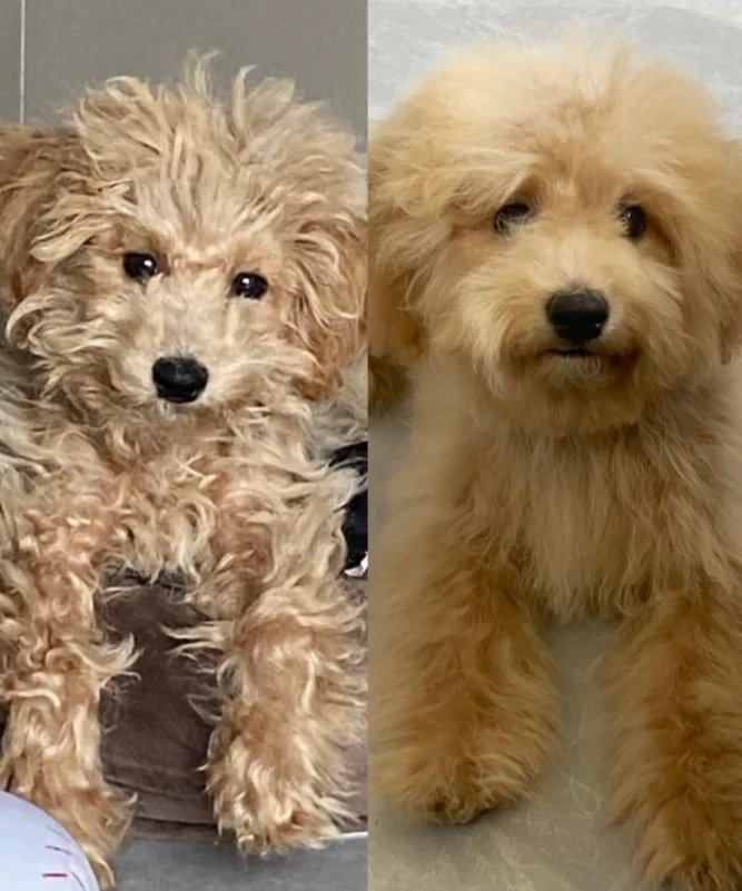 Pet coat care photo shared by Elizabeth G.