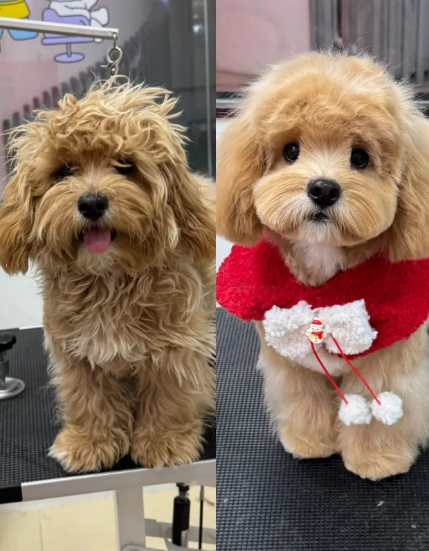 Pet coat care photo shared by Kevin P.