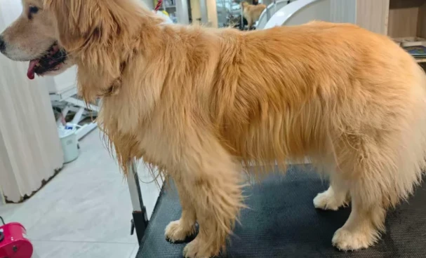 Pet coat care photo shared by Melissa T.