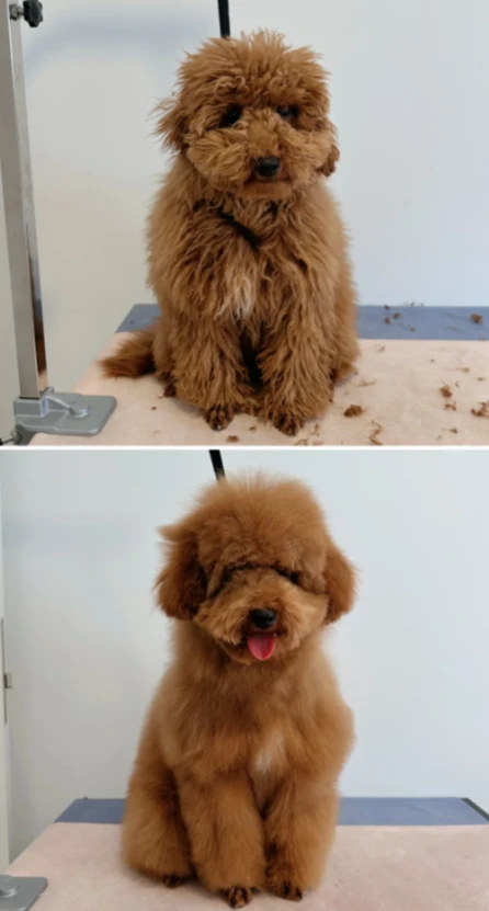 Pet coat care photo shared by Daniel L.