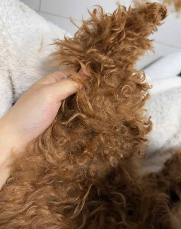 Pet coat care photo shared by Edward S.