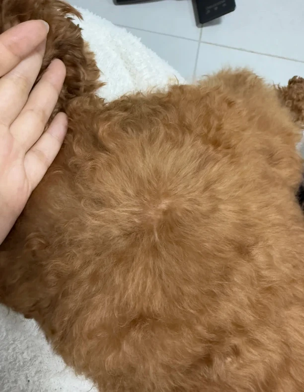 Pet coat care photo shared by Edward S.