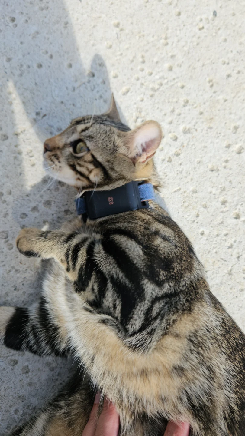 Photo client du collier GPS chat Trakino