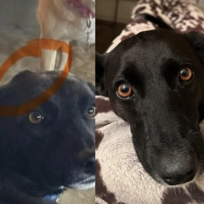 Samantha's dog results