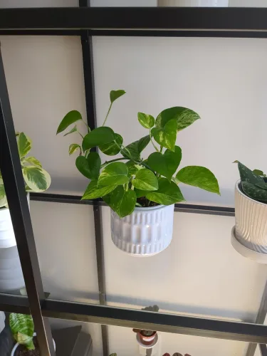 Customer review photo