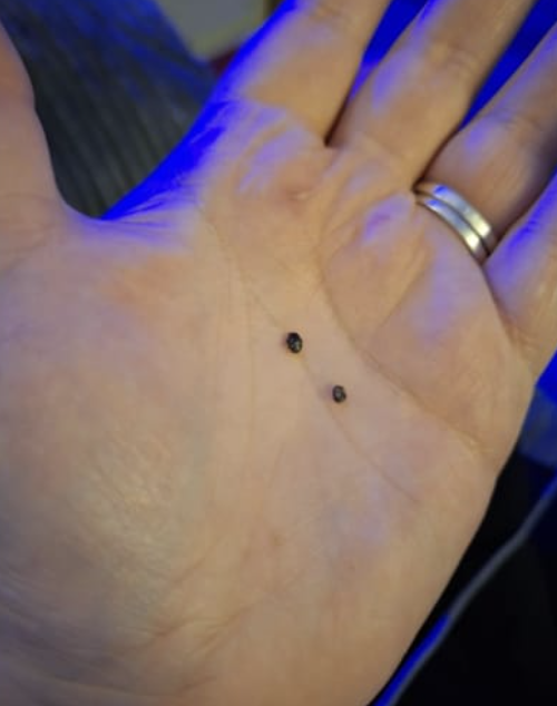 Foto de la reseña de Emilio